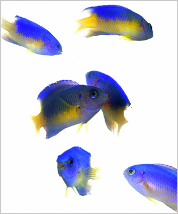 Artwork: Pomacentrus Alleni Aliens