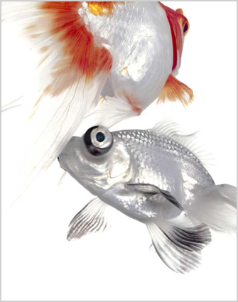 Artwork: Too Blessed to be Depressed