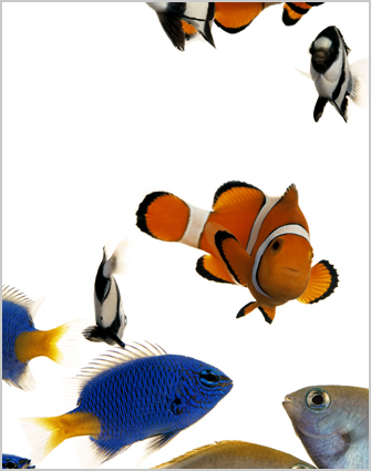 Artwork: Superfabulized Combo