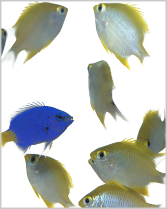 Artwork: Conflict Resolution