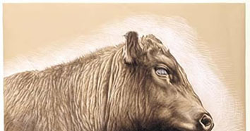 Angus McDonald 2005 Bull Market