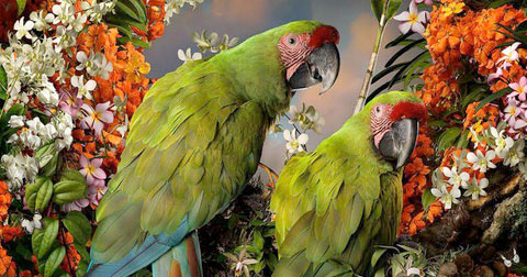 OG – Creatures Summer 2019