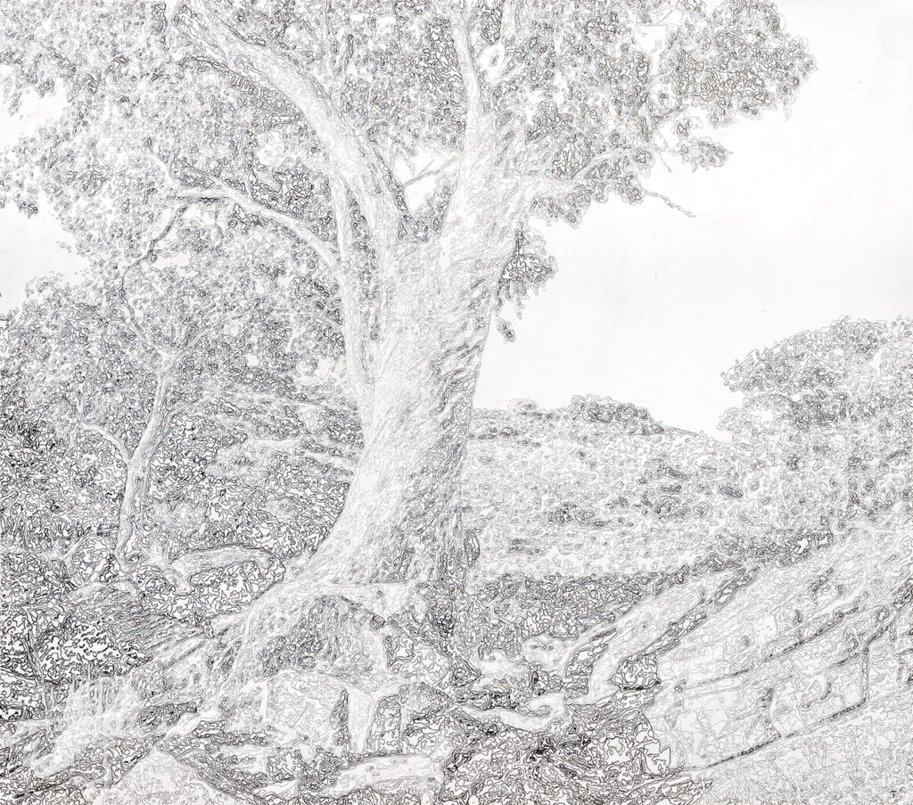 Artwork: Eucalyptus Camaldulensis 12