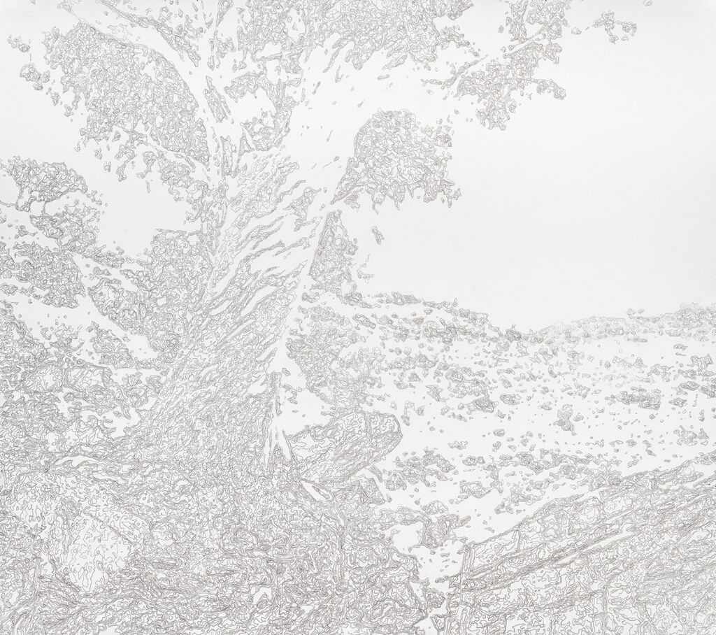 Artwork: Eucalyptus Camaldulensis 11