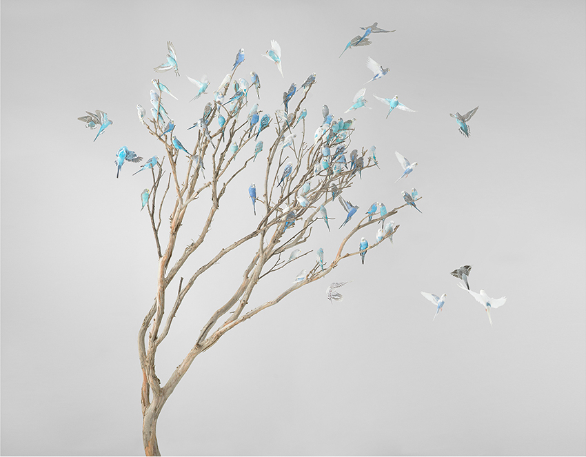 Artwork: Blue Blossoms