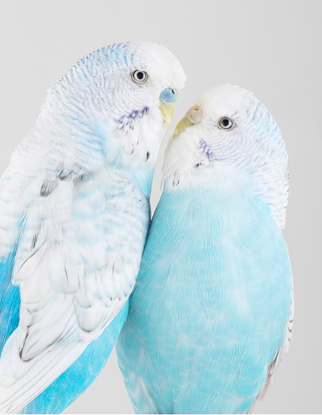 Artwork: Rain and June