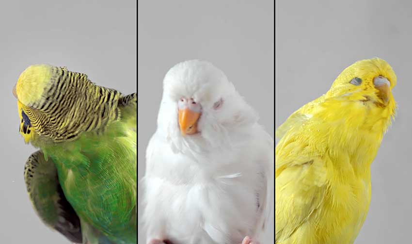 Artwork: Nature is not a place to visit It is home