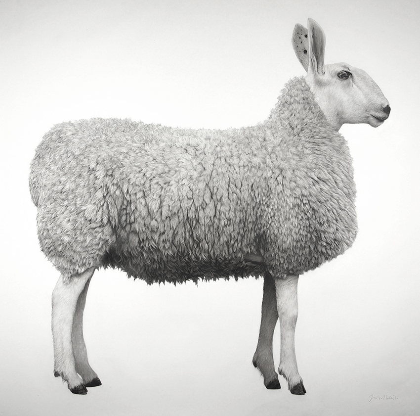 Artwork: Border Leicester