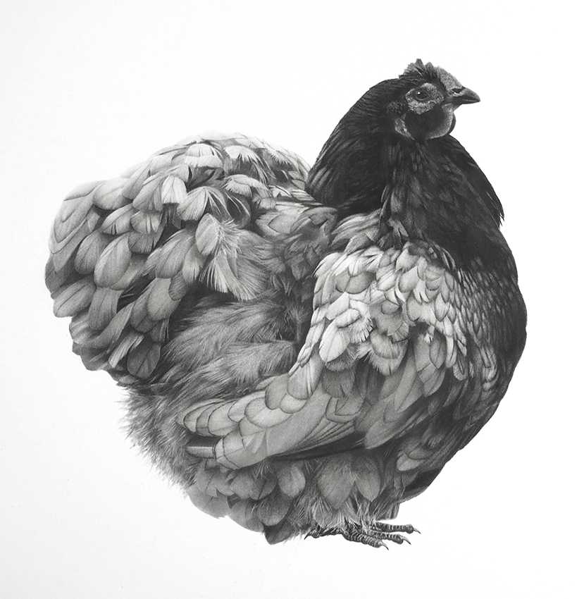 Artwork: Blue Orpington