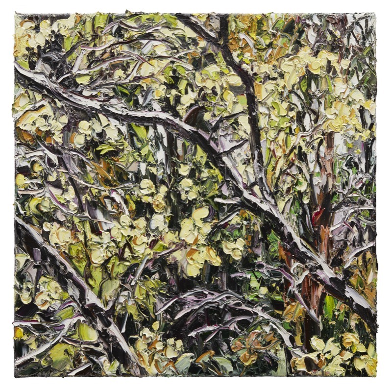 Artwork: Palawa Wattle