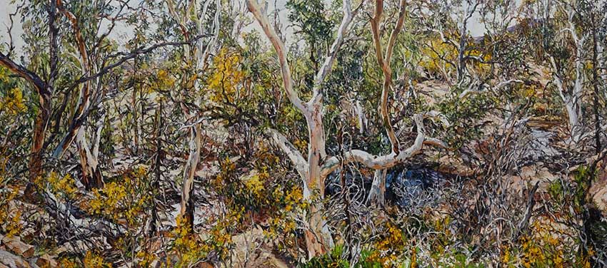 Artwork: Wilpena Wattle and Eucalypts Sliding Rock