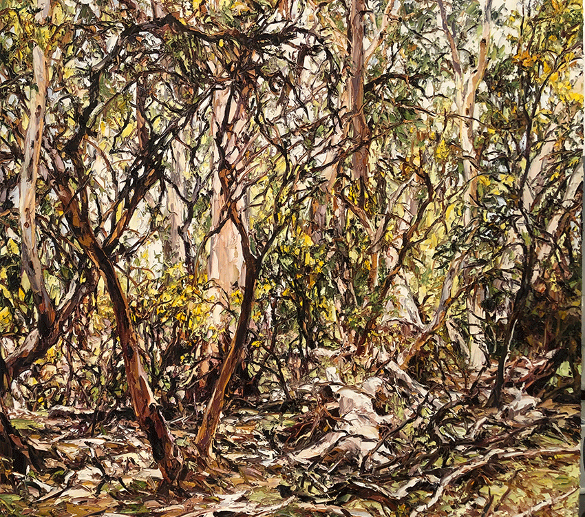 Wilpena Wattle Light and Scrub