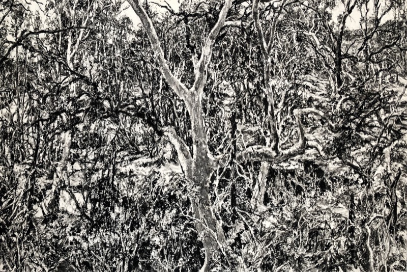 Artwork: Wilpena Ash and Water