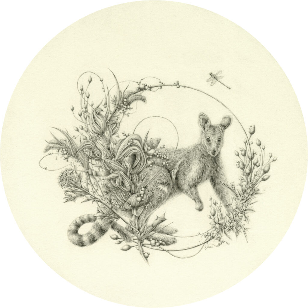 Artwork: Yellowfooted Rockwallaby and Banksia Cuneata