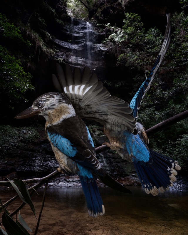 Artwork: Birdscape 6 Kookaburras