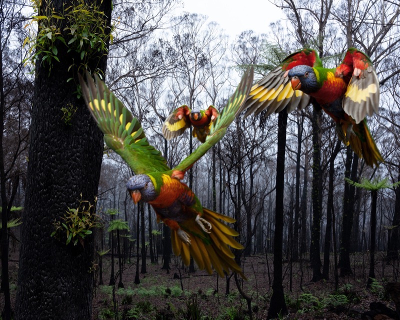 Artwork: Birdscape 7 Lorikeets