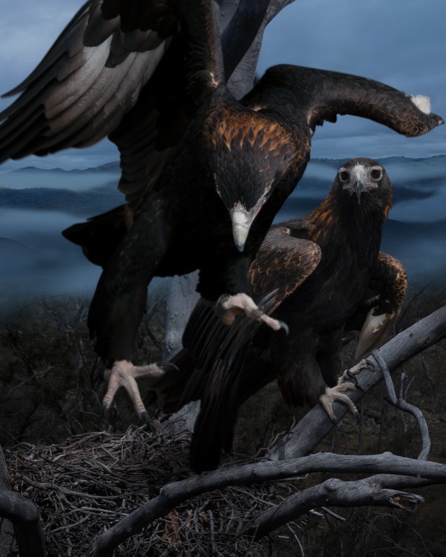 Artwork: Birdscape 8 WedgeTailed Eagle
