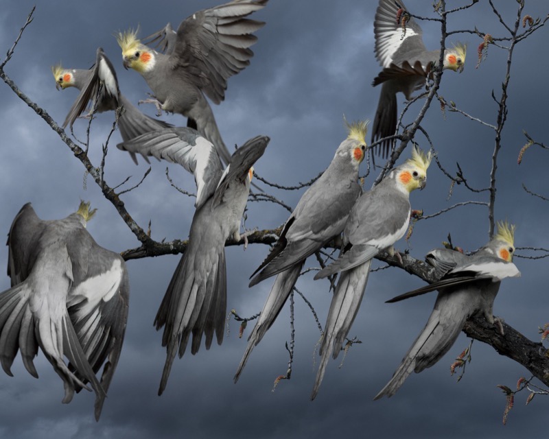 Artwork: Birdscape 9 Cockatiels