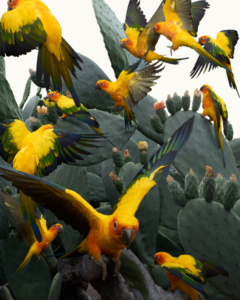 Artwork: Birdscape 10 Sun Conure