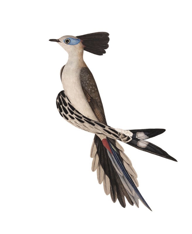 Artwork: A Chorus Line Elsie