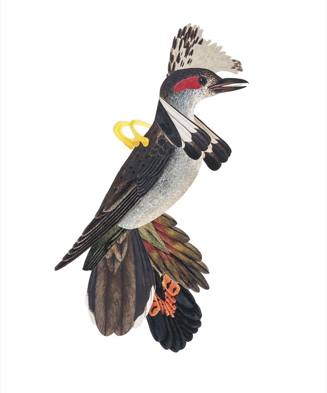 Artwork: A Chorus Line Fanny