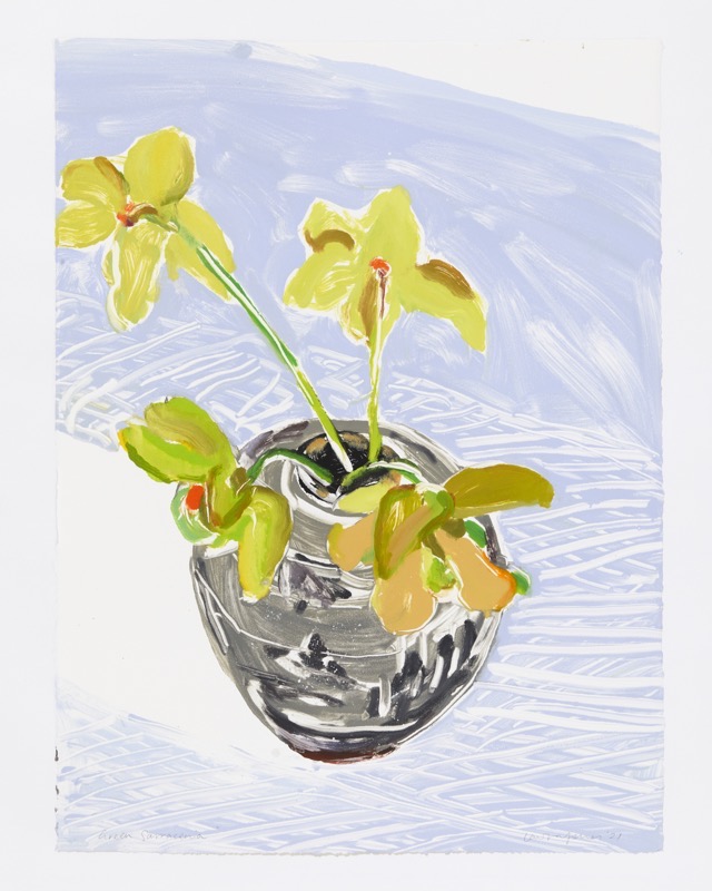 Artwork: Green Sarracenia