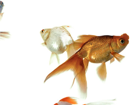 Artwork: Extra Texture