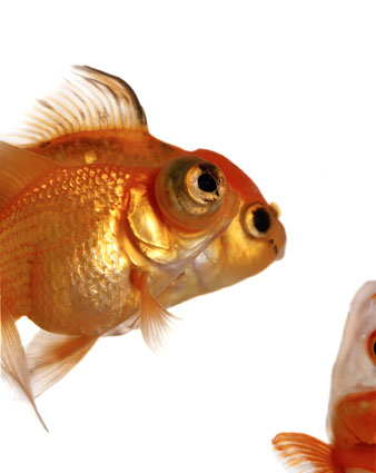 Woozy Melting Budget Restricted