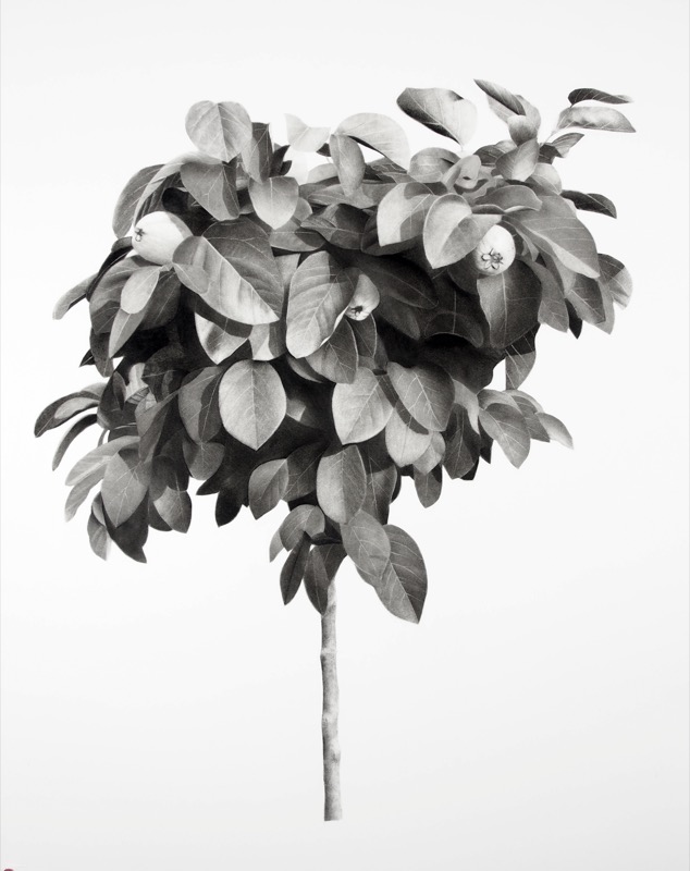 Artwork: Quince Tree I