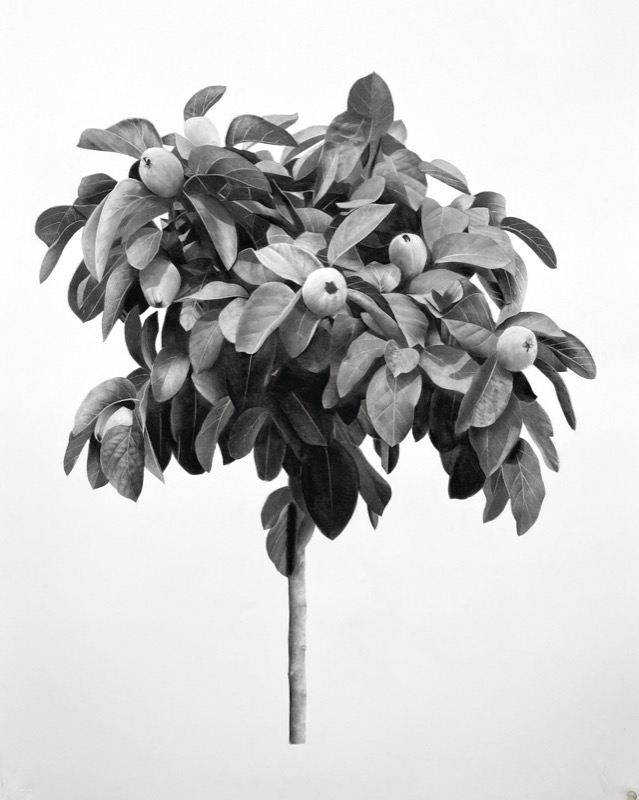 Artwork: Quince Tree II