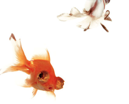 Artwork: Champagne and Schadenfreude