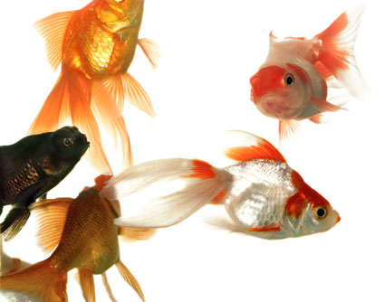 Artwork: All Nude Revue