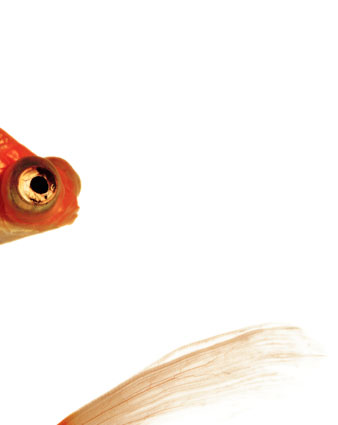 The Brute Appetite of Super Unity