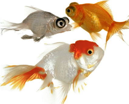 Artwork: Two Beavers Helping a Beetle up the Mountain