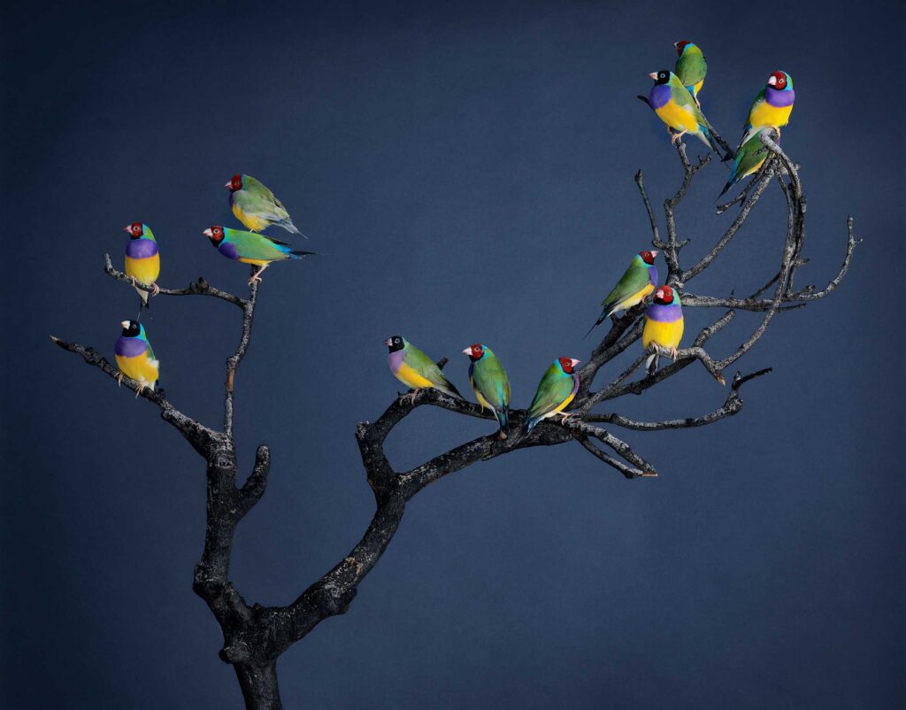 Artwork: Burnt branch