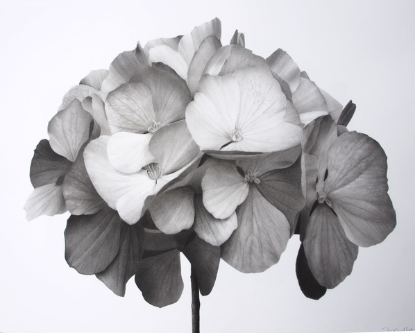 Artwork: Hydrangea I