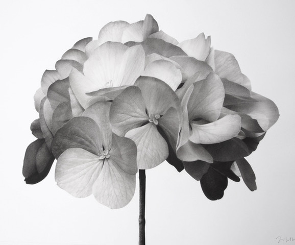 Artwork: Hydrangea II