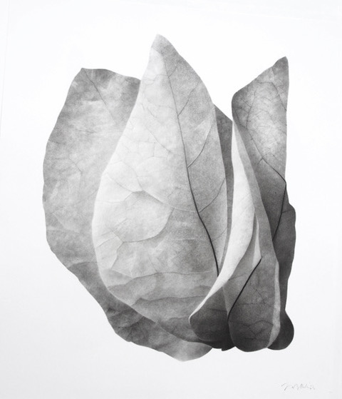 Artwork: Physalis II