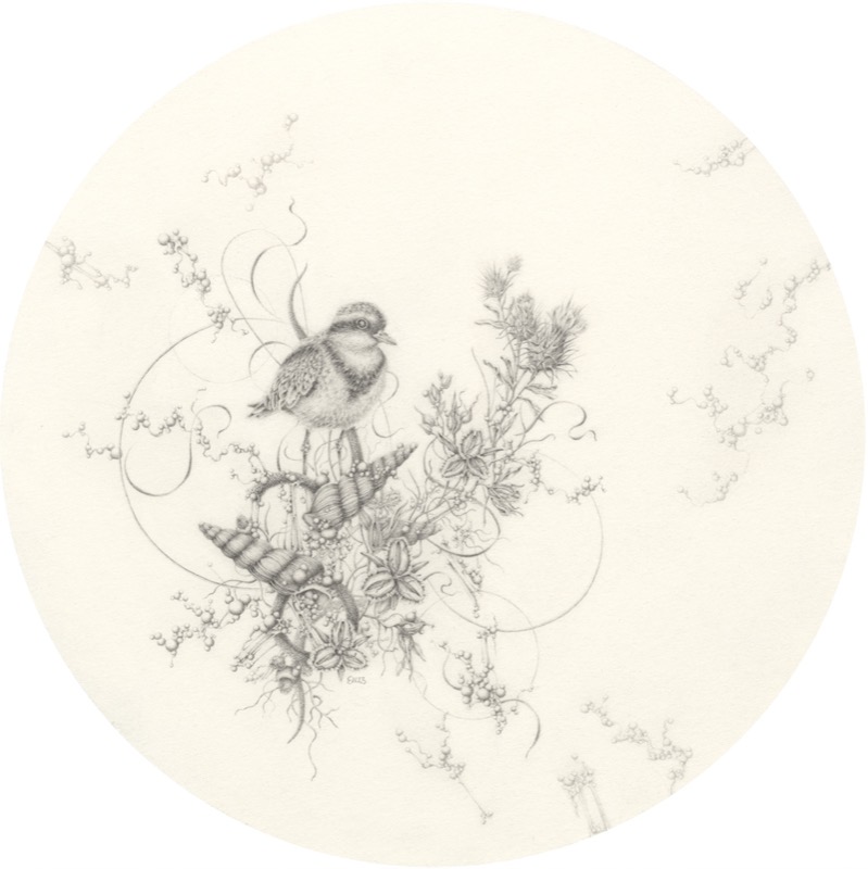 Artwork: Blackfronted Dotterel and Fringed Lily