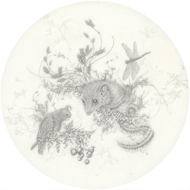 Artwork: Feathertail Glider and Ganggang Cockatoo