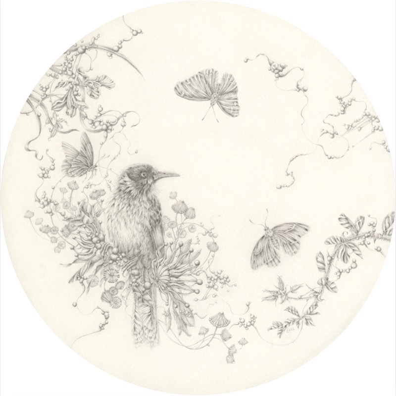 Artwork: New Holland Honeyeater and Sturts Desert Pea