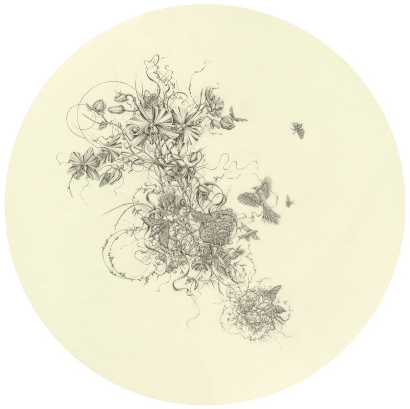 Artwork: Moth Orchid Spingbok and Octopus