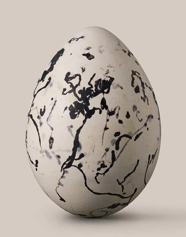 Artwork: Banded Stilt egg