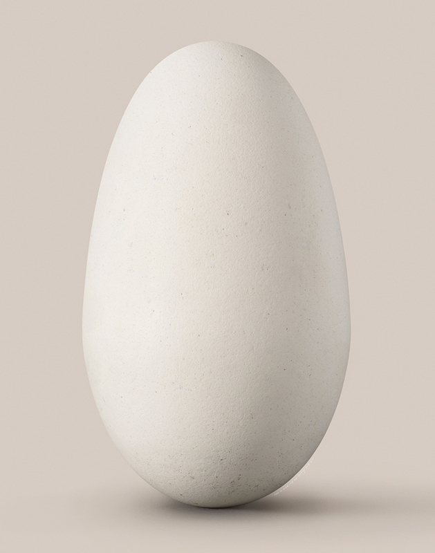 Artwork: Wandering Albatross egg