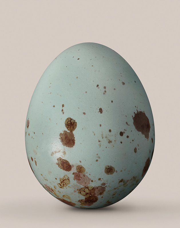 Artwork: Golden-headed Cisticola egg