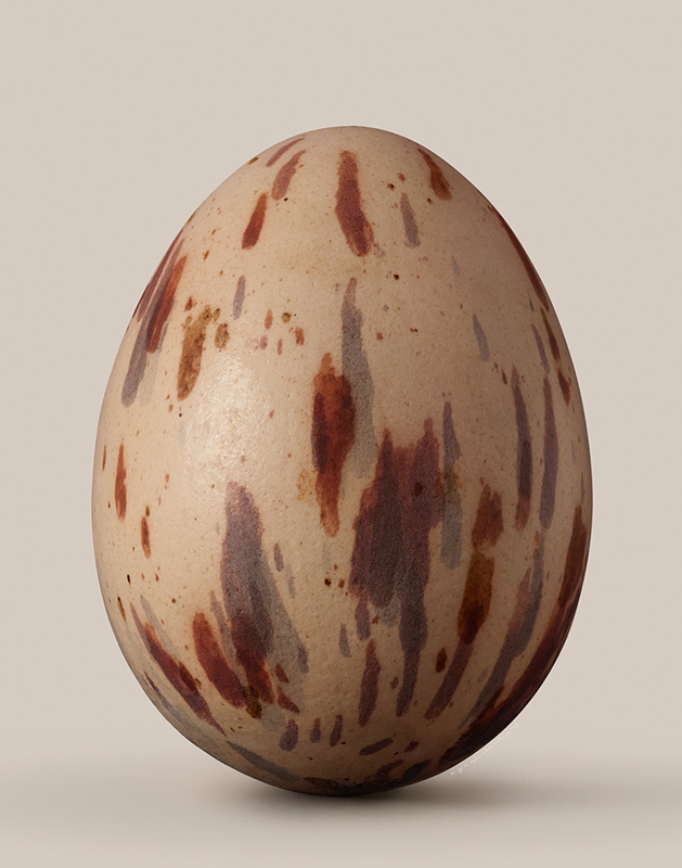 Artwork: Victorias Riflebird egg