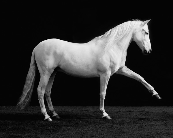 White Horse Pointing