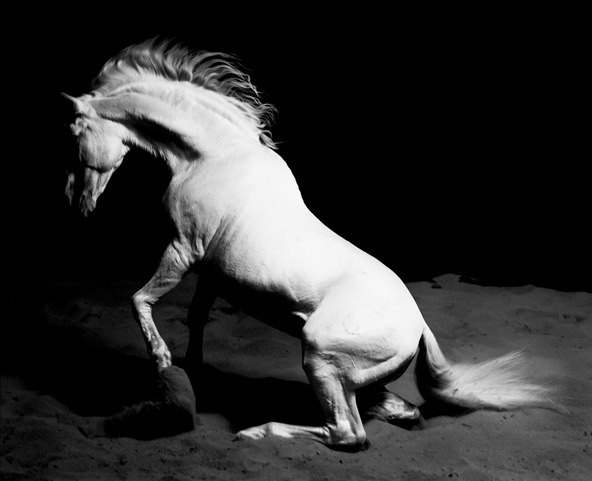 Artwork: Stallion Rising