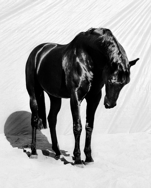 Artwork: Black Horse Bowing