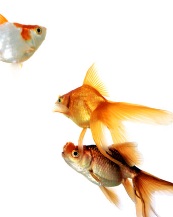 Artwork: Proof of Purchase 15